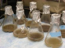 Tame 2009- Purifying Dirt to Isolate Phages